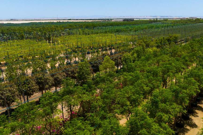 Red Sea launches Botanica nursery