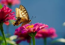 Butterfly Gardens Abu Dhabi