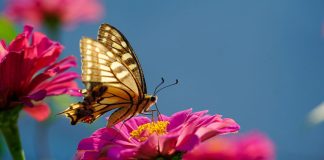 Butterfly Gardens Abu Dhabi: Step into ‘World of Wings’ Butterfly Gardens Abu Dhabi