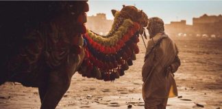 Abu Dhabi EAD launches Camel Grazing license via TAMM platform Camel Grazing license
