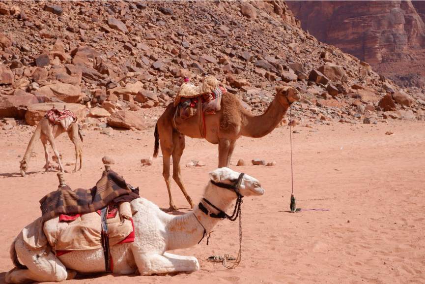 Abu Dhabi Camel Grazing license