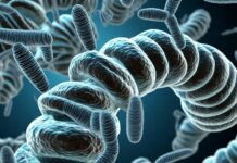 Salmonella outbreak in US