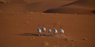 Uruq Bani Ma’arid added to IUCN Green list