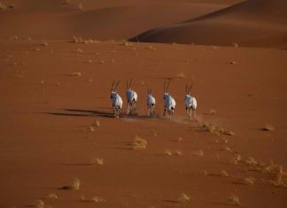 Uruq Bani Ma’arid added to IUCN Green list