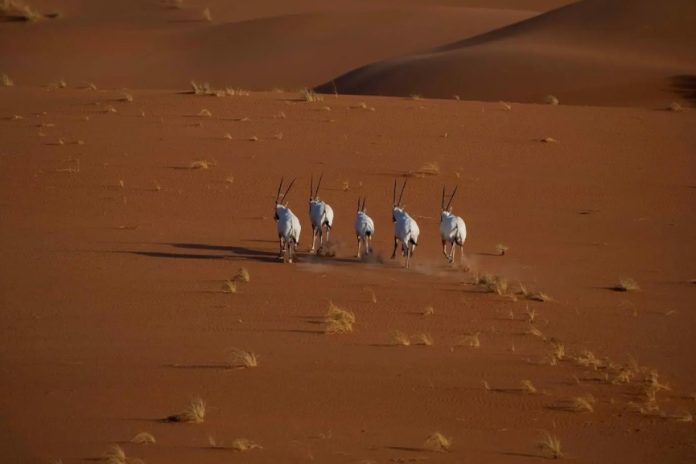 Uruq Bani Ma’arid added to IUCN Green list