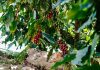 Coffee tree tissue culture project