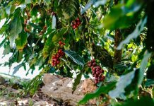 Coffee tree tissue culture project