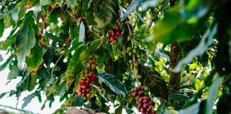 Saudi Reef launches coffee tree tissue culture project Coffee tree tissue culture project