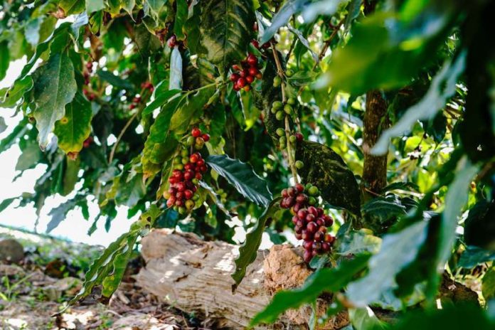 Coffee tree tissue culture project