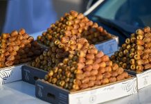 Buraidah Dates Carnival empowers Qassim’s economic growth