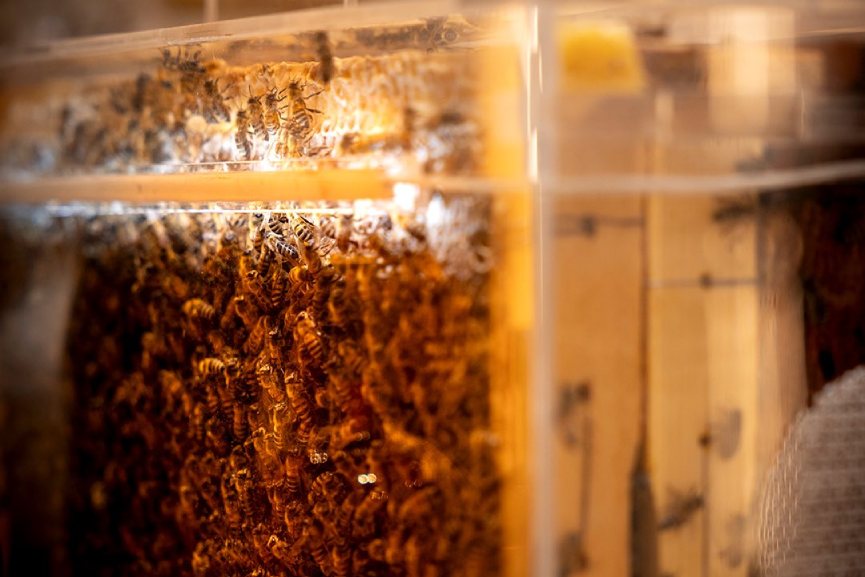 Hatta Honey Festival 2025-GCC Business News