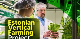 Indoor vertical farming facility demonstrating scalable lettuce production for investors