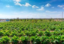 Gheras advances integrated farming in Sharjah-GCC Business News