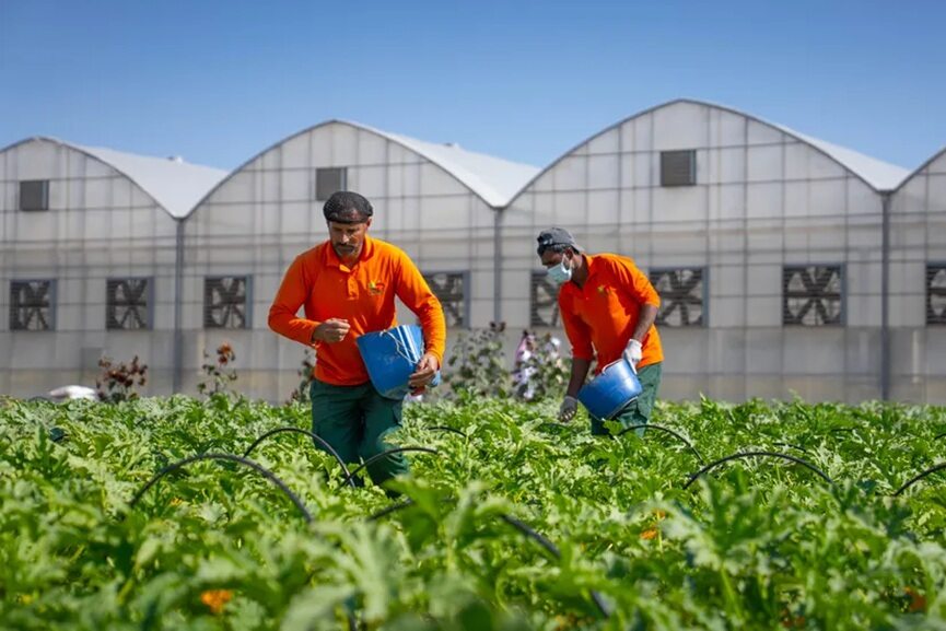Gheras integrated farming in Sharjah-GCC Business News