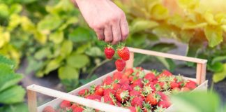 Saudi Strawberry Season Launched
