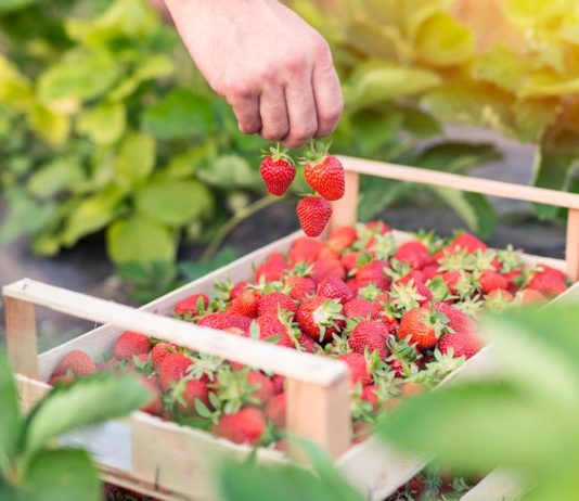 Saudi Strawberry Season Launched