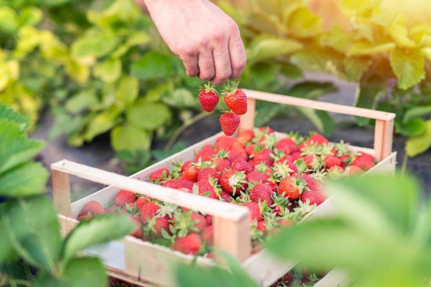 Saudi strawberry season launched to boost local production