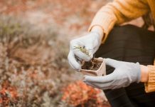 International Dates Council seedling initiative with China-GCC Business News
