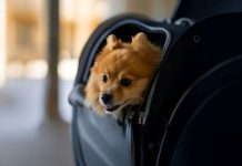 Etihad rolls out Pets Onboard service special offers-GCC Business News