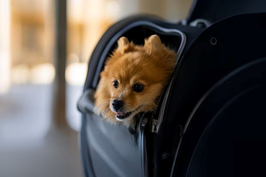 Etihad rolls out Pets Onboard service special offers for $399