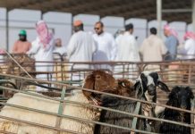 Saudi Arabia Eid livestock, essential supplies for pilgrim-GCC Business News