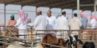 Saudi Arabia Eid livestock, essential supplies for pilgrim-GCC Business News