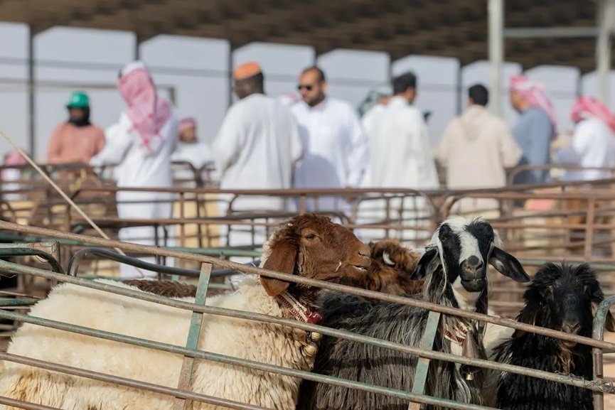 Saudi boosts Eid livestock, essential supplies for pilgrims