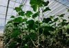 Hotan greenhouses use smart farming to strengthen food security -GCC Business News