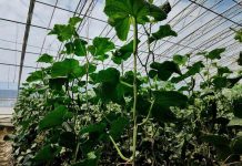 Hotan greenhouses use smart farming to strengthen food security -GCC Business News