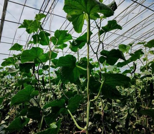 Hotan greenhouses use smart farming to strengthen food security -GCC Business News